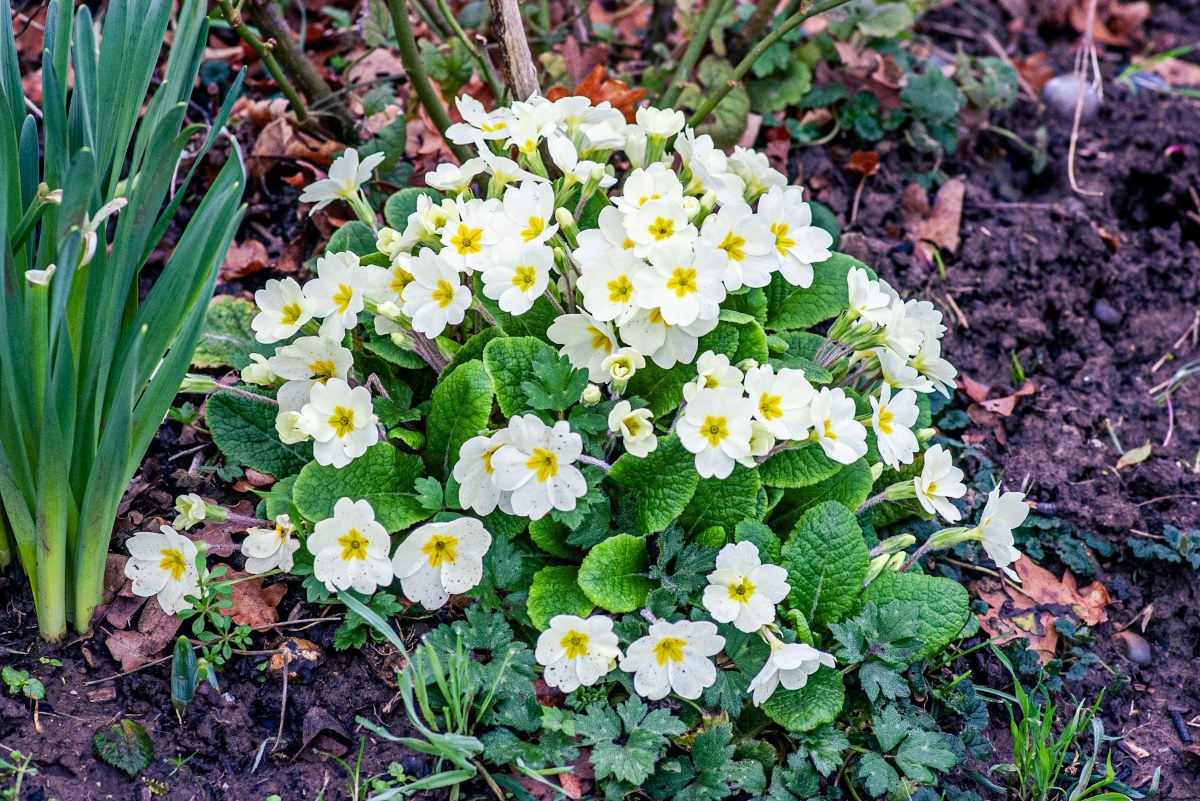 pierwiosnki jako kwiaty, które sadzimy w marcu