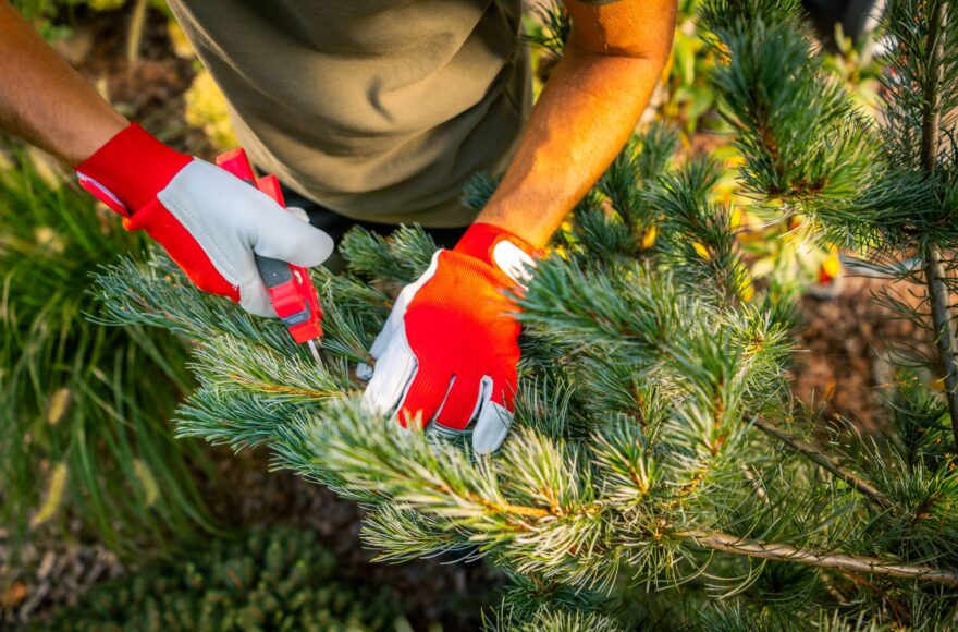 Radykalne cięcie sosny - kiedy