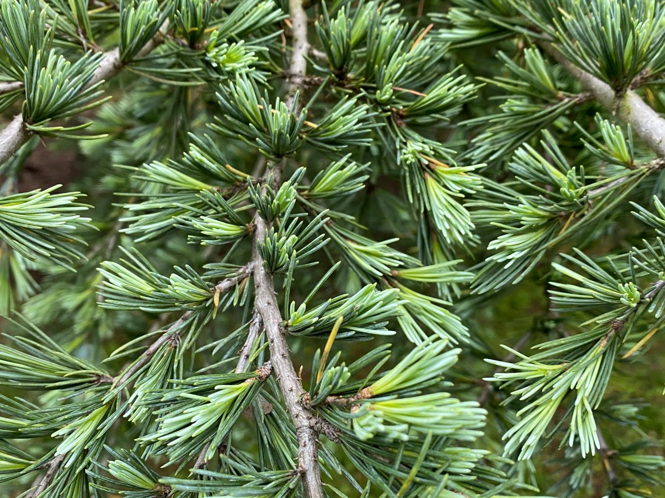 radykalne cięcie sosny